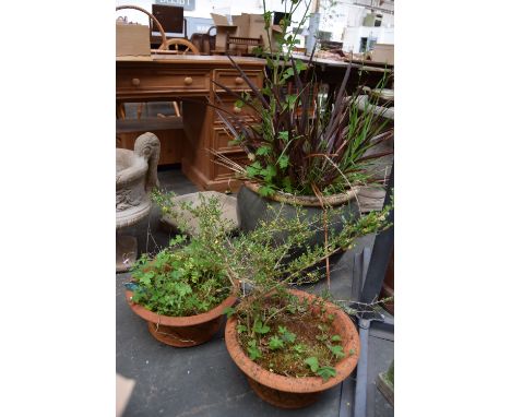 Two terracotta planters and a large glazed ceramic planter