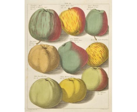 Knoop (Johann Hermann). Beschrijving en Afbeeldingen van de Beste Soorten van Appelen en Peeren, bound with, Beschrijving van