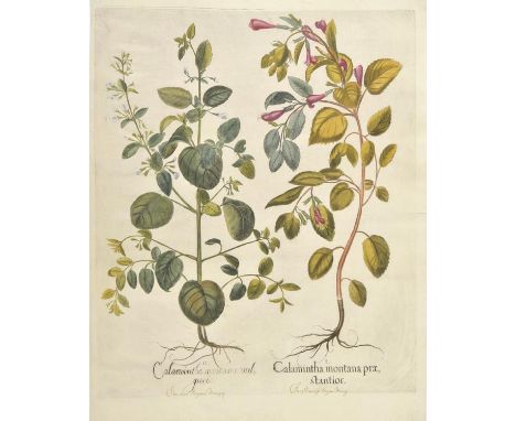 *Besler (Basilius).  Calamintha montana vulganis [and] Marrubium vulgare, [1613 or later],  two hand coloured engravings, som