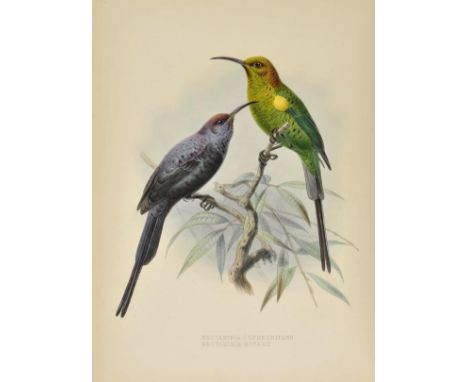 Shelley (Captain George Ernest). A Monograph of the Nectariniidae or family of Sun-birds, published by the author, 1876 - 188