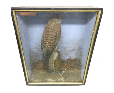 Taxidermy - Victorian Kestrel perched on rock in naturalistic and painted setting and glass front case, with label for C. Hel