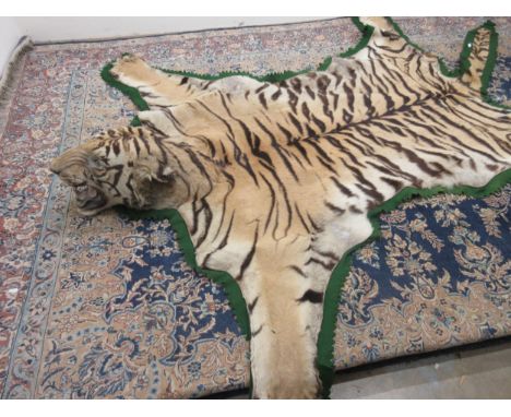 Taxidermy - Bengal Tiger skin (Panthera tigris tigris), a large adult full skin rug with head mount, jaw agape and limbs outs