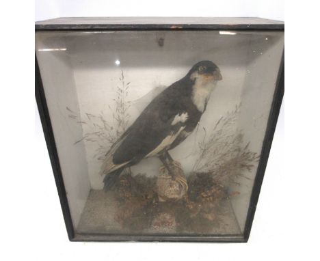 Taxidermy - Victorian Jackdaw perched on rock in naturalistic and painted setting and glass front case, with label for David 