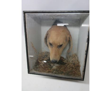 Newburgh Priory - taxidermy head of a Golden Labrador, in glazed case, SW38cm D28cm H41cmPOA  https://www.bradleys.ltd/quotat