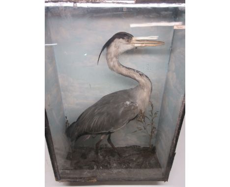 Newburgh Priory - taxidermy Heron, standing on naturalistic base in glass fronted painted case, W46cm D23cm H79cmPOA  https:/