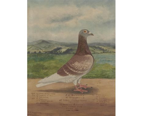 C H WADSWORTH (FL EARLY 20TH CENTURY) PORTRAIT OF MR J W BOOTHMAN'S CHAMPION RACING PIGEON "REMEMBRANCE"  signed, dated 1912 