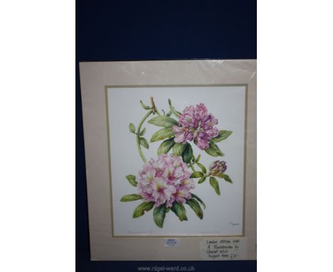 A limited edition Print of Rhododendron by Margaret Hems.