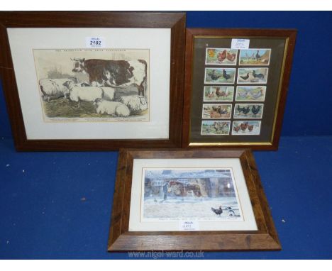 Ten framed 2nd series Ogden's Cigarette cards on Poultry, a framed print 'There's Nobody here but us Chickens', also a framed
