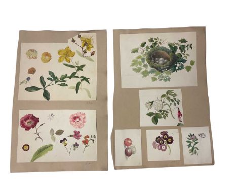 Sophia Katherine Charleton (1789-1844) two album pages of botanical watercolour studies