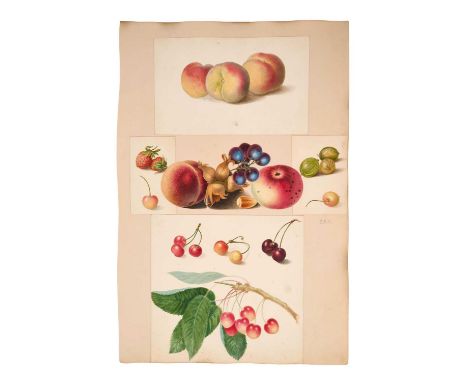 Thomas Remnant Charleton (1756-1849) watercolour album page - collage of fruits