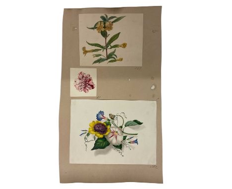Sophia Katherine Charleton (1789-1844) group of three botanical watercolour studies, the largest 18 x 25cm