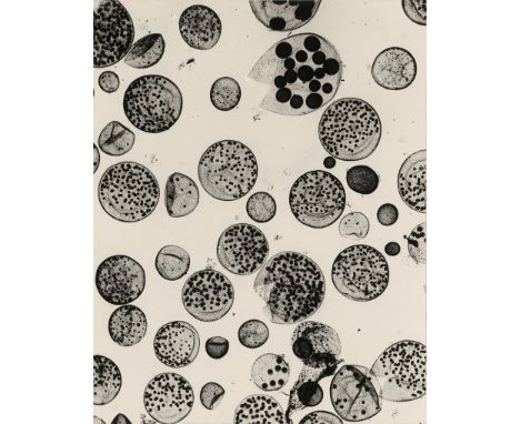 Micro Photography -- Photographer: Eric. A. Phoenix. Micro photograph of freshwater organisms. 1940s. Vintage gelatin silver 