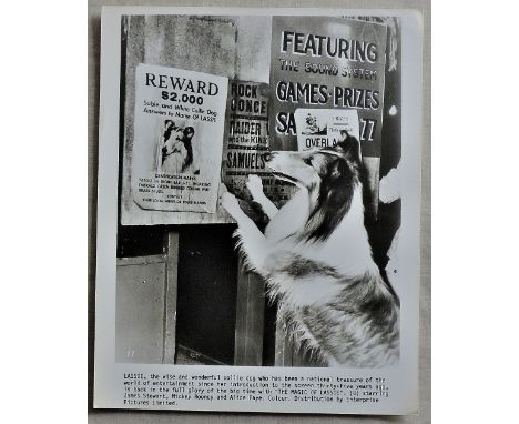 Photos (3) - Lassie returining to the big screen in The Magic of Lassie (1978, 8" x 10 ", one landscape, hence 10" x 8"). 