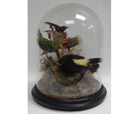 A CIRCULAR-BASED TAXIDERMY GLASS DOME OF FIVE SMALL EXOTIC BIRDS in a grassy and mossy surround, 30cms high