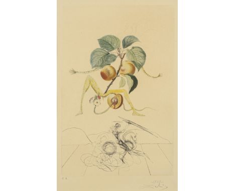 Dalí, SalvadorFigueras, 1904 - Cadaques, 198956,5 x 37 cm, R."Abricot chaevalier", 1969. Radierung und Farblithografie auf Bü