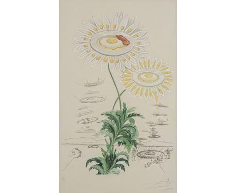 Dalí, SalvadorFigueras, 1904 - Cadaques, 1989Blattgröße: 76 x 56 cm, o. R."Marguerite (Chrysanthemum frutescens)", 1968. Radi
