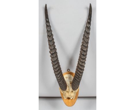 A pair of mounted Ibex antlers and a skull on shaped oak mount, 61.5cm high overall