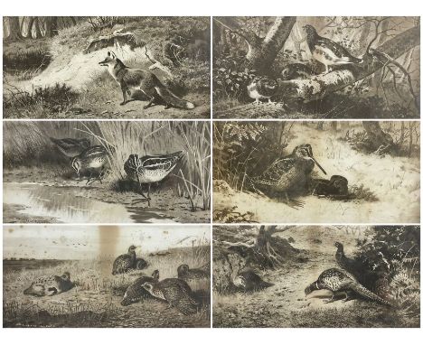 After Archibald Thorburn (Scottish 1860-1935): 'Snipe' 'Partridge' 'Ryper' 'Woodcock' 'Pheasant' 'The First Far-Away Echo' an