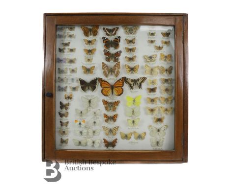 Lepidopterology - Display of taxidermy British butterflies, including Fritillary species Dark Green, Heath, High Brown, Marsh