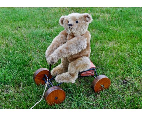 A rare and fine Steiff Record Teddy circa 1915, with blonde mohair, black boot button eyes, pronounced clipped muzzle, black 