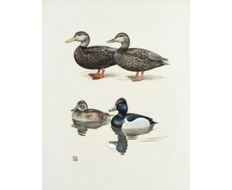 ‡Sir Peter Scott CH, CBE, DSC, FRS (1909-1989) Black ducks and ring-necked ducks Signed with initials and dated P.S./1955 (lo