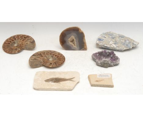 Natural History - Palaeontology and Geology - a bisected and polished ammonite fossil; an agate geode, cut and polished to di