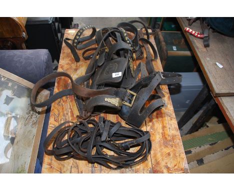 Driving reins, Shire horse bridle, show brasses - Morgan Williams of Abergavenny.