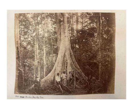 Australia. An interesting collection of 19th century photographs recording a visit to Queensland. Images include views of Bri