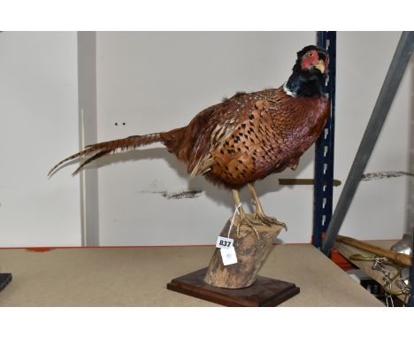 A TAXIDERMY PHEASANT SPECIMEN mounted on a wooden log fitted on a wooden base, height 47cm x length 67cm  (1) (Condition Repo