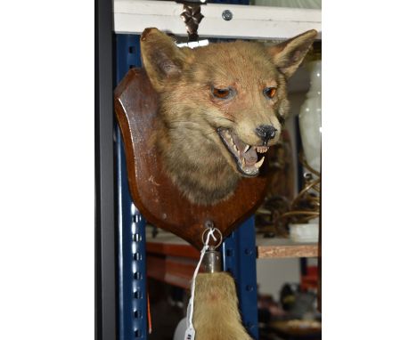 A TAXIDERMY FOX'S HEAD AND BRUSH, mounted on a wooden shield shaped mount, taxidermist's label verso for E F Spicer &amp; Son