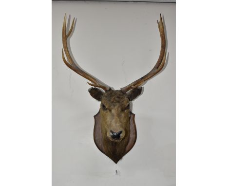 A TAXIDERMY MOUNTED STAG HEAD, neck mounted on a dark wood shield, looking straight ahead, glass eyes, ten point antlers, rig