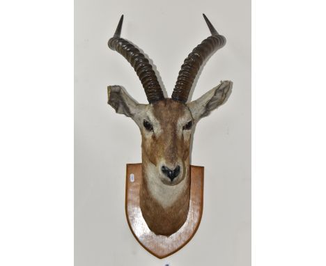 A TAXIDERMY WHITE-EARED KOBUS KOB, white eared Kobus Kob male head, neck mounted on light wood shield, looking straight ahead