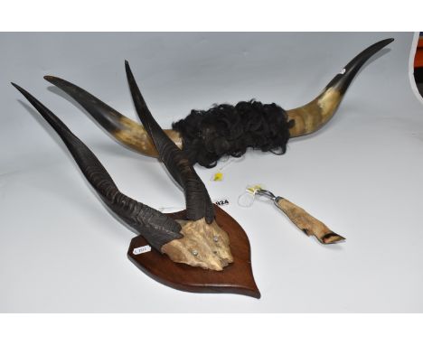 TAXIDERMY INTEREST: A MOUNTED PAIR OF CAPE BUSHBUCK HORNS, ETC, the Cape Bushbuck (Tragelaphus Sylvaticus) horns on cut skull