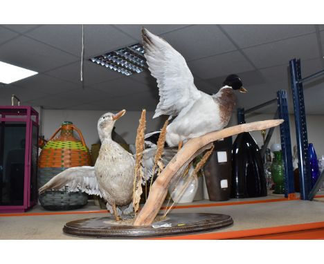 A PAIR OF TAXIDERMY MALLARDS comprising a male and female specimen, wings spread, mounted on a wooden branch and oval base, w