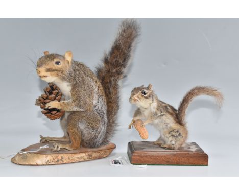 A TAXIDERMY CHIPMUNK AND GREY SQUIRREL, the chipmunk holding peanuts in a shell, mounted on a wooden base, total height 13cm,