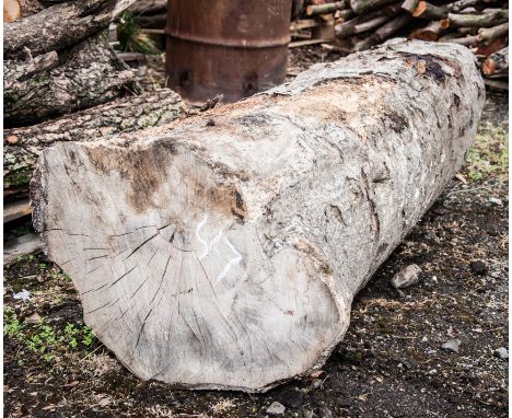 Holly trunk.