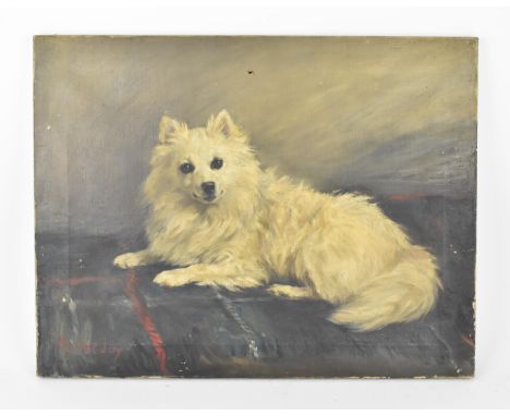 Florence Jay (act.1905-1920) British, portrait of a Japanese Spitz dog, signed lower left in red, oil on canvas, unframed, 43