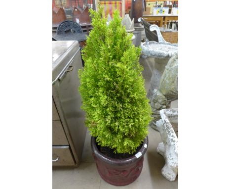 A terracotta planter including conifer tree