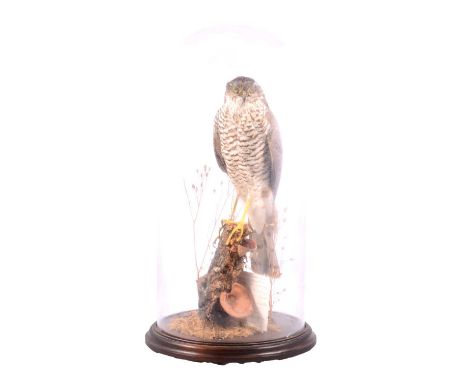 Taxidermy: Eurasian Sparrowhawk (Accipiter nisus), late 20th century, cased presentation, female with split ring on one leg s
