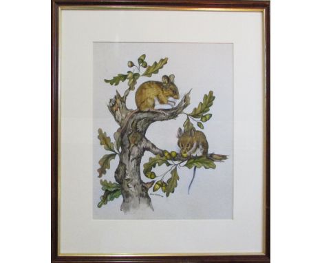 Watercolour of two dormice signed by Colin Wilkinson 42 cm x 49 cm
