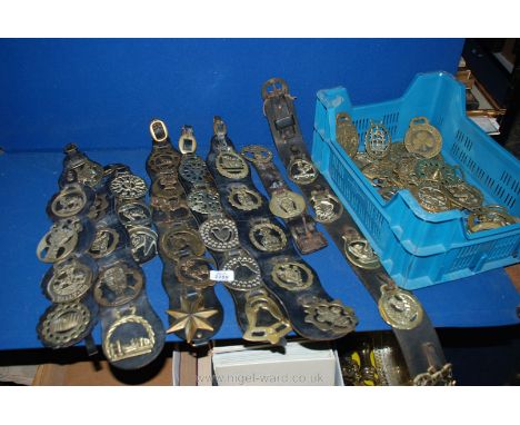 A box of horse brasses including vintage societies (approx 47) together with brass martingales