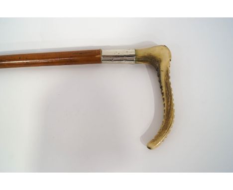 A malacca walking stick with 2" silver collar (rubbed)