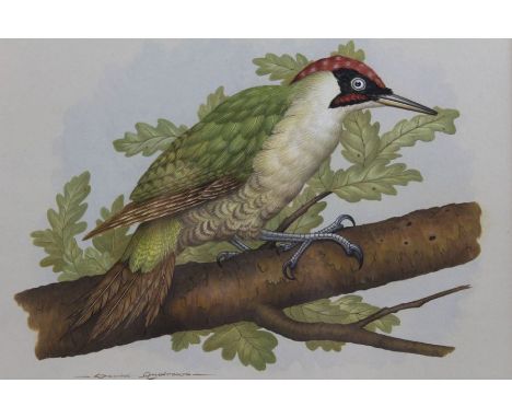 David Andrews, "Green Woodpecker" , watercolour painting, signed, 24cm x 30cm, labels to reverse include "Alexander Gallery, 