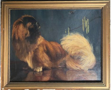 ATTRIBUTED TO GABRIEL BLAIR 1862-1932 OIL ON CANVAS - PORTRAIT OF PEKINGESE NAMED SIOUXSIE- SIGNED 41CM X 51CM - VERY NICE OR