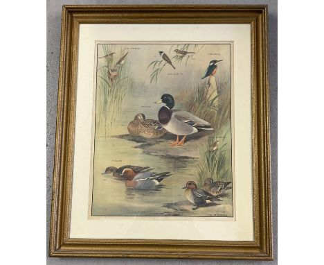 A large vintage Roland Green coloured bird print featuring fowl and water birds. In wooden frame, painted gold. Frame size ap