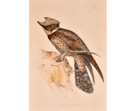 J and E Gould, 'Lyncornis Cerviniceps', hand coloured lithograph, 19.75" x 13.25" (50 x 33.5cm), unframed, a/f.