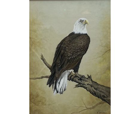 Michael Powell (Royal Worcester artist 20th century): Bald Eagle, watercolour and gouache signed 31cm x 22cm