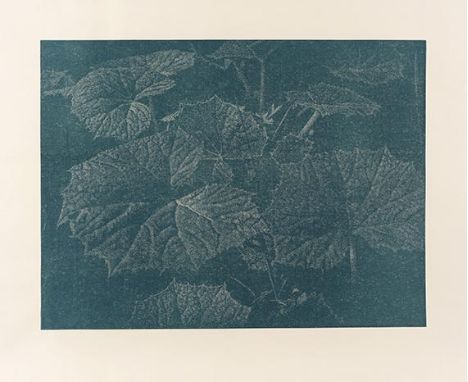 Franz Gertsch     1930 Mörigen (Schweiz) - 2022 Riggisberg (Schweiz) Bagatelle II. Pestwurz. 2002. Holzschnitt. Handabzug in 
