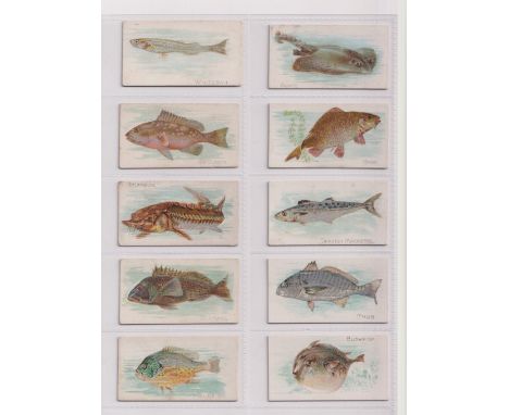 Cigarette cards, USA, Allen &amp; Ginter, Fish From American Waters (standard size), 14 cards (3 with light staining to backs