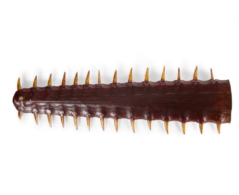 Y  A PRESERVED SAWFISH ROSTRUM  approximately 98cm long Please note that this item has the required license for sale, ref: 25